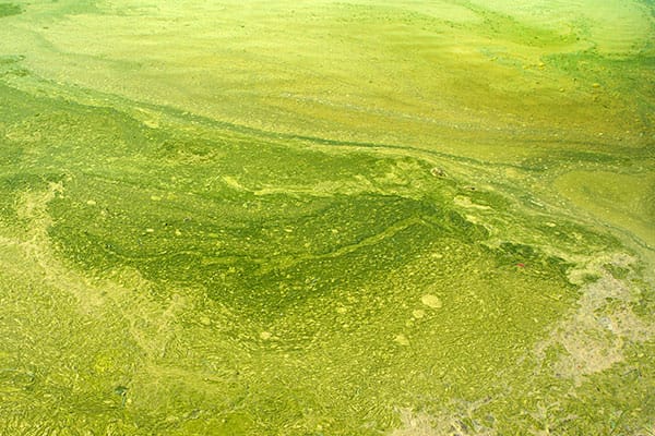 Biological Growth Reduction